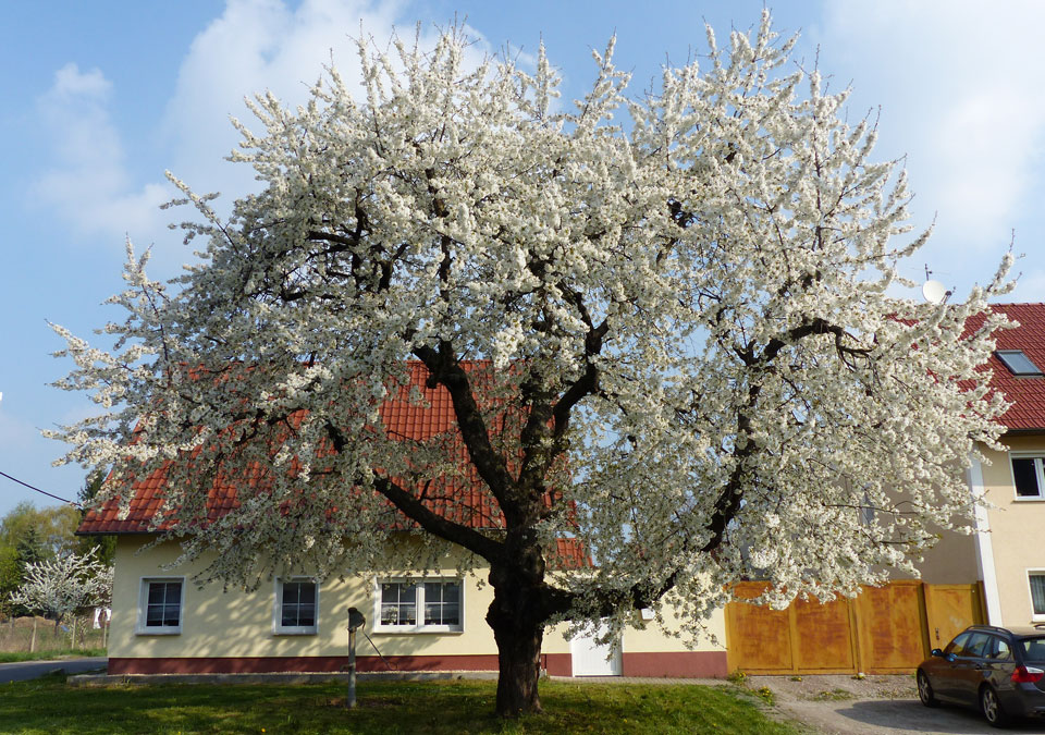 baum-oeffentlicher-raum-960