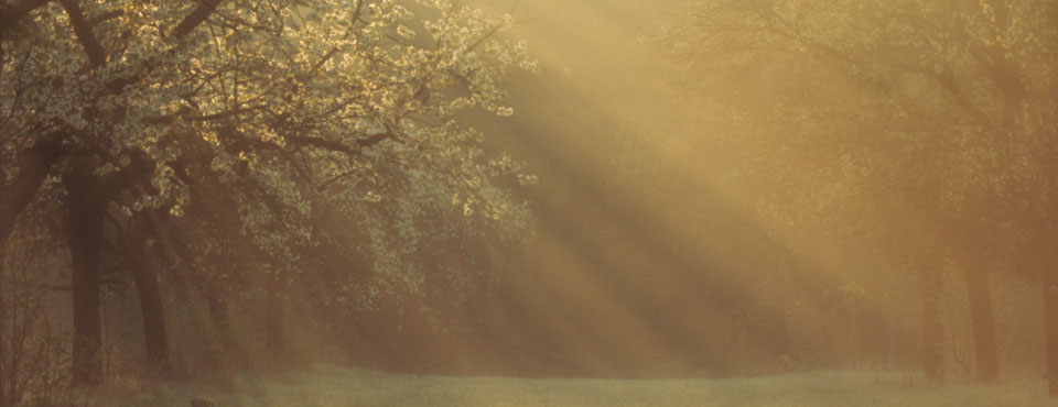 bernds-wiese-960x370