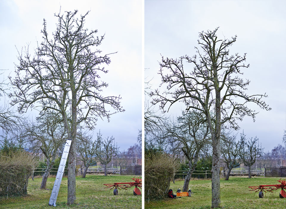 collage-altbaum-vorher-nachher