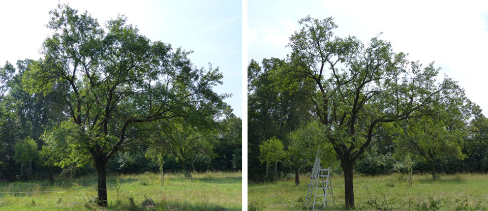collage-sommerschnitt