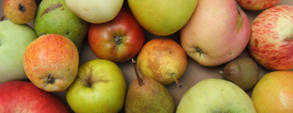 obst-ernten-was-wir-schneiden-960x370