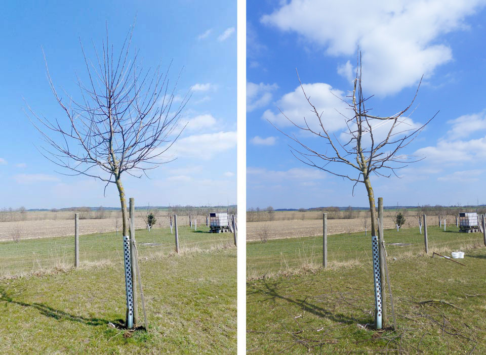 Apfelbaum-Schnitt-6J