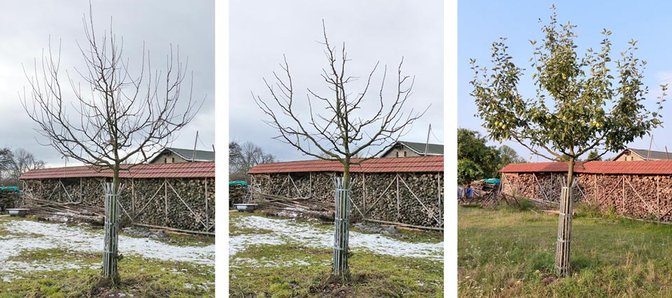 Apfelbaum-Schnitt-8J