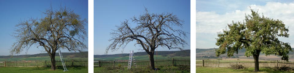 Apfelbaum-Schnitt-boskopp-100J