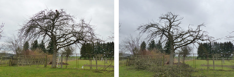 gravensteiner-65j-baumschnitt