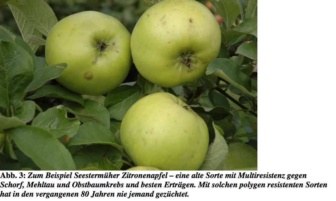 Seestermueher-Zitronenapfel