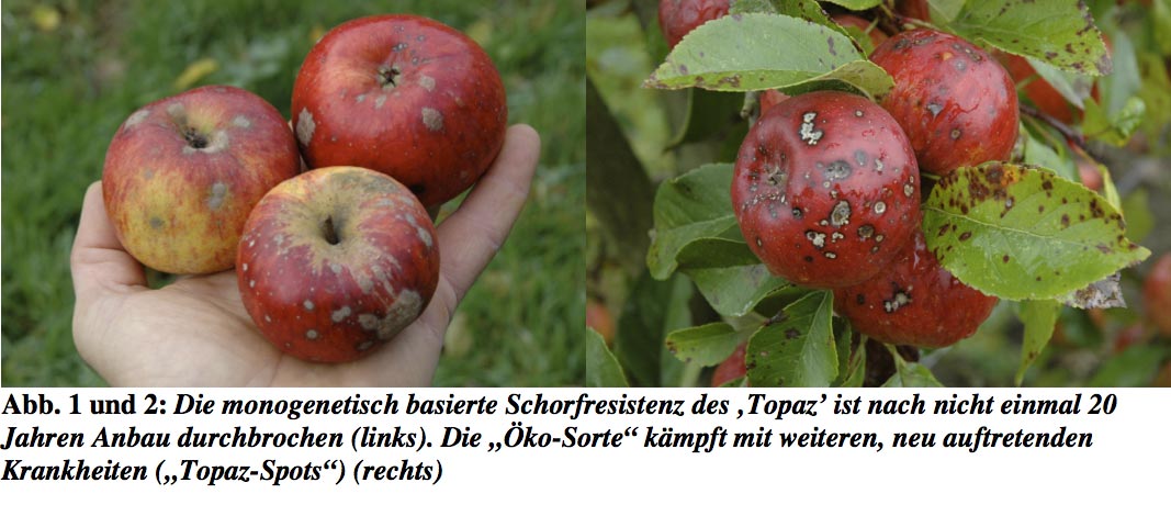 apfelschorf-topaz-spotz