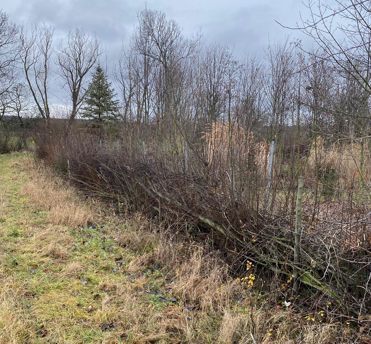 heckenlegekurs-1-jahr-spaeter