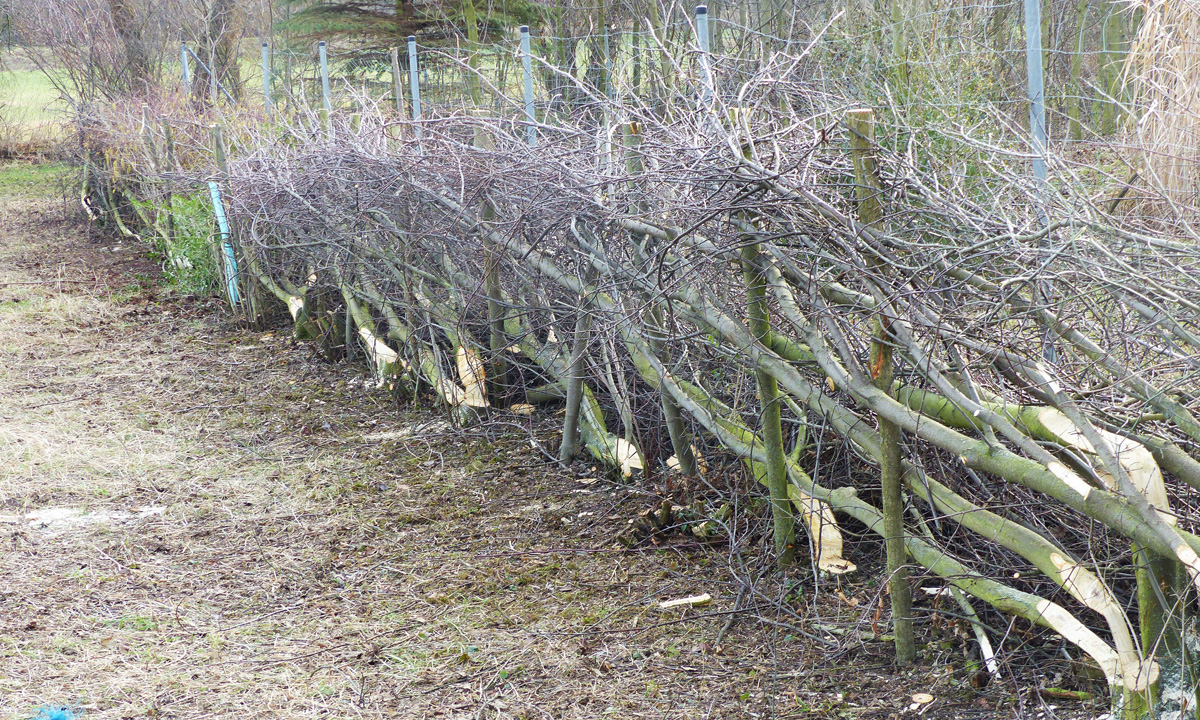 heckenlegekurs-direkt-nach-legen