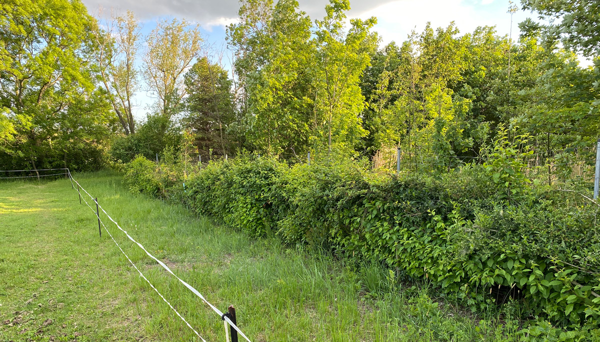 heckenlegekurs-fruehjahr-nach-legen