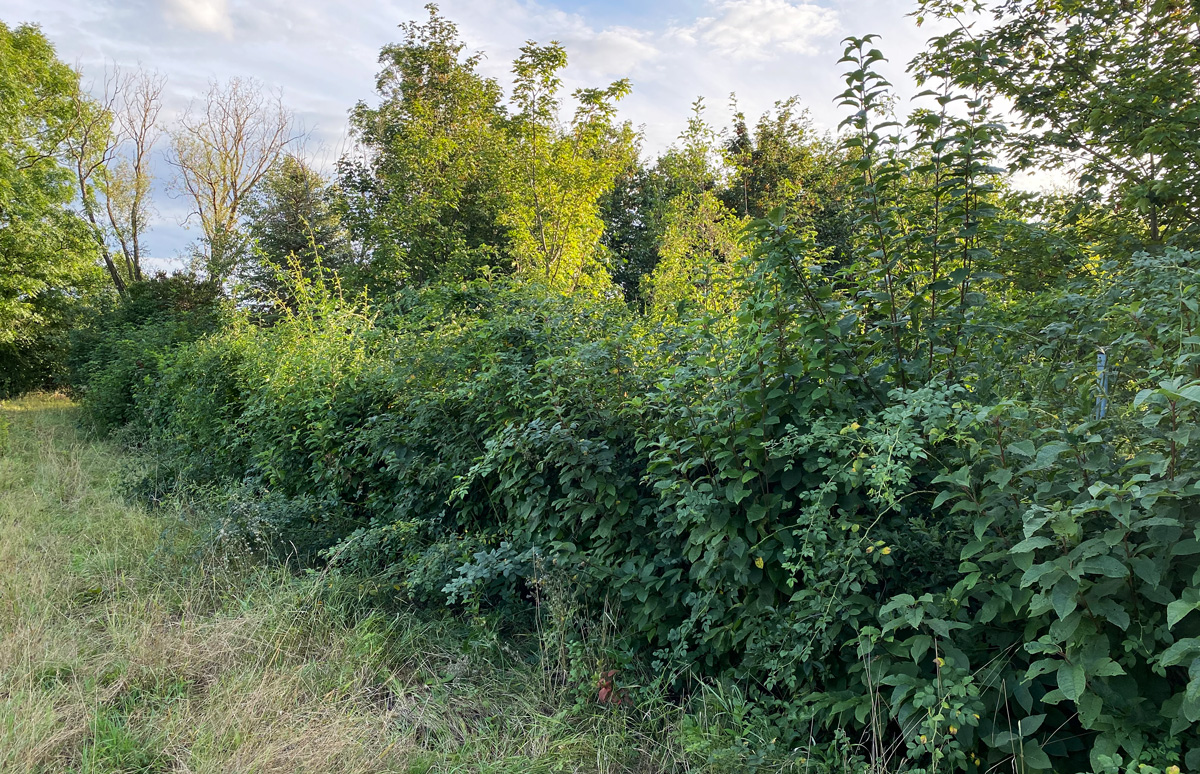 heckenlegekurs-sommer-nach-legen