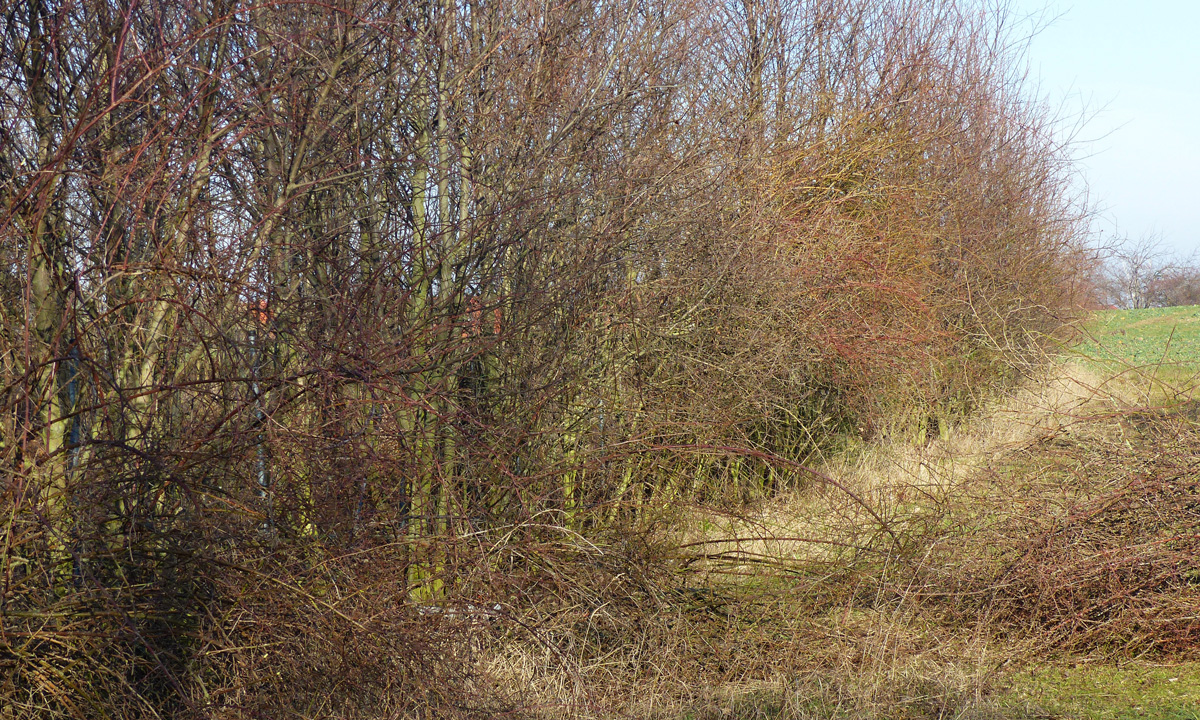 heckenlegekurs-vor-dem-legen